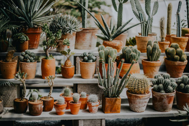 pots and planters